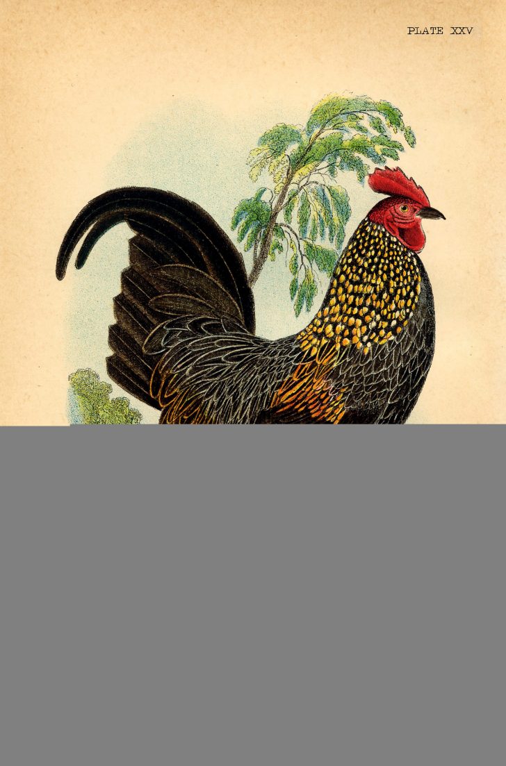 Free Printable Pictures Of Roosters