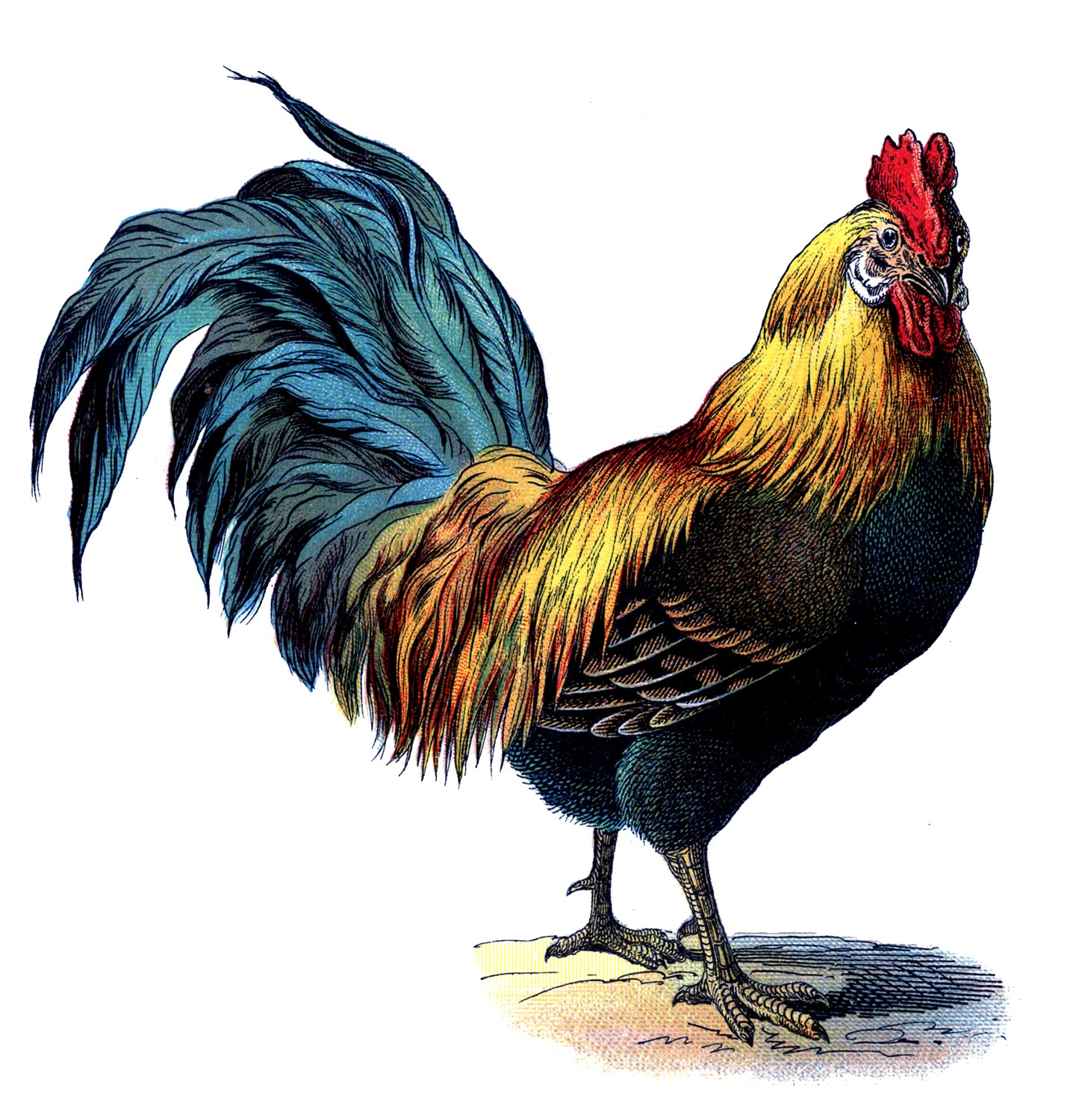 14 Rooster Images! - The Graphics Fairy - Free Printable Pictures Of Roosters