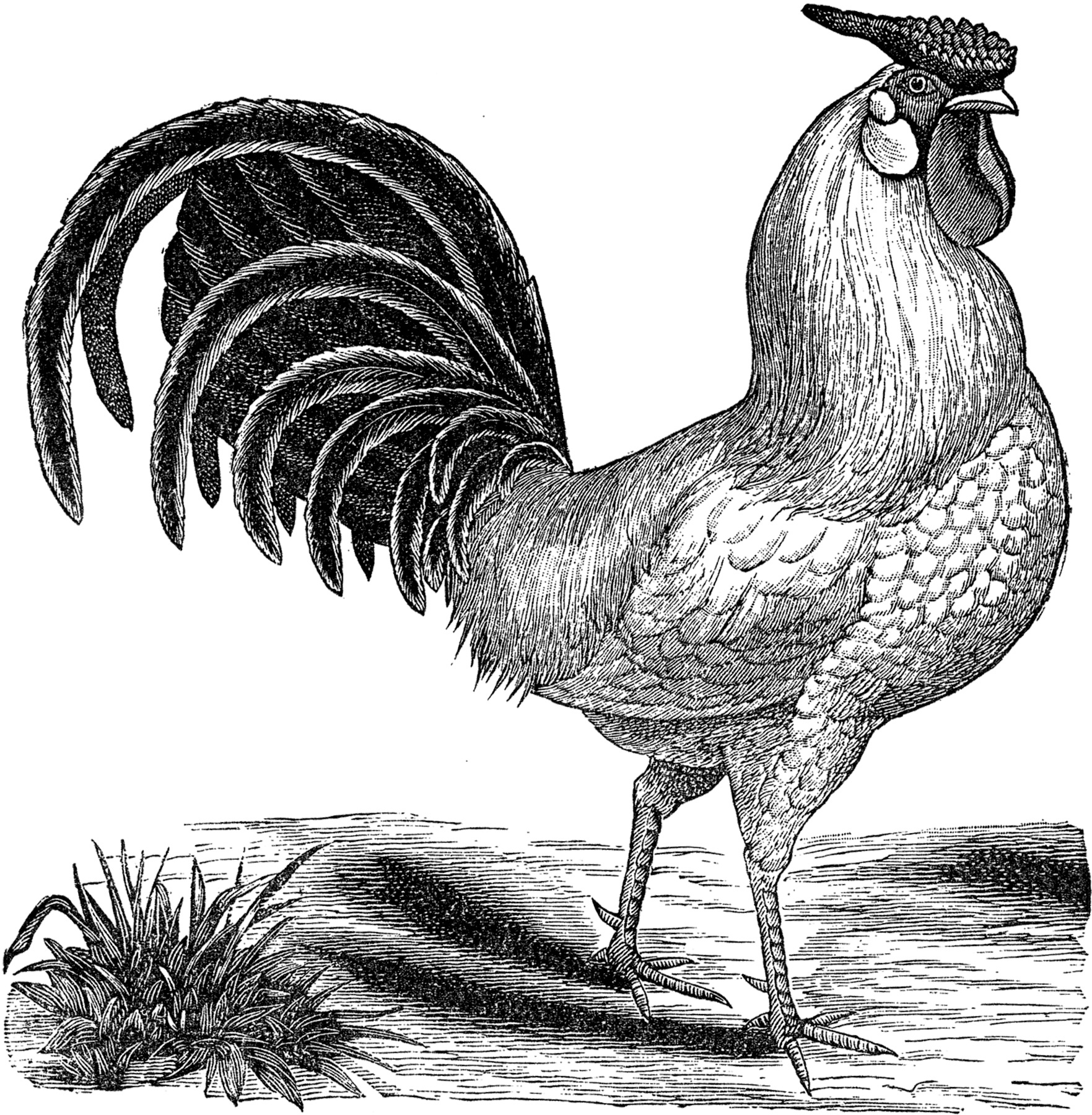 14 Rooster Images The Graphics Fairy Free Printable Pictures Of 