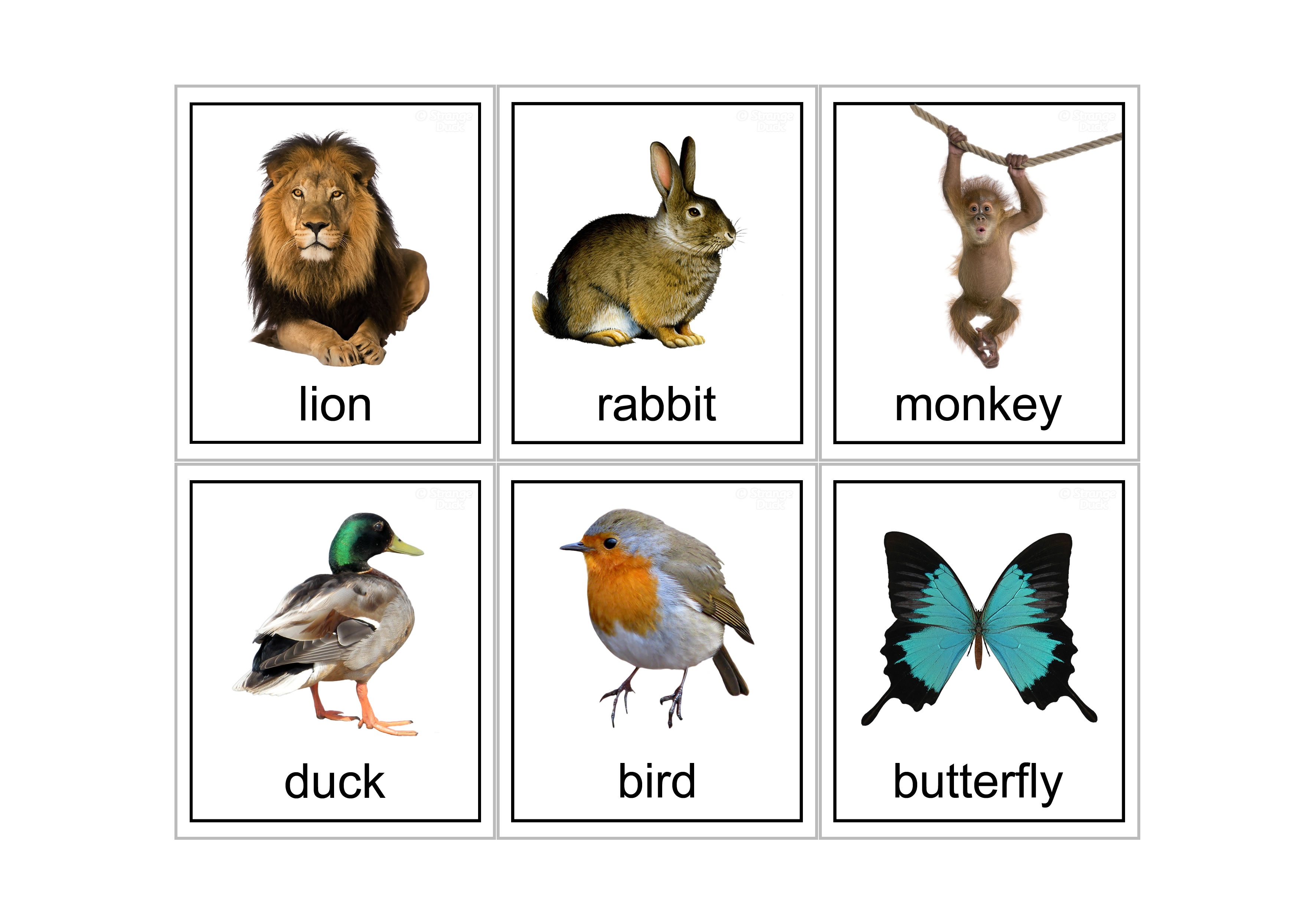 Animal Flash Cards Printable - Printable World Holiday