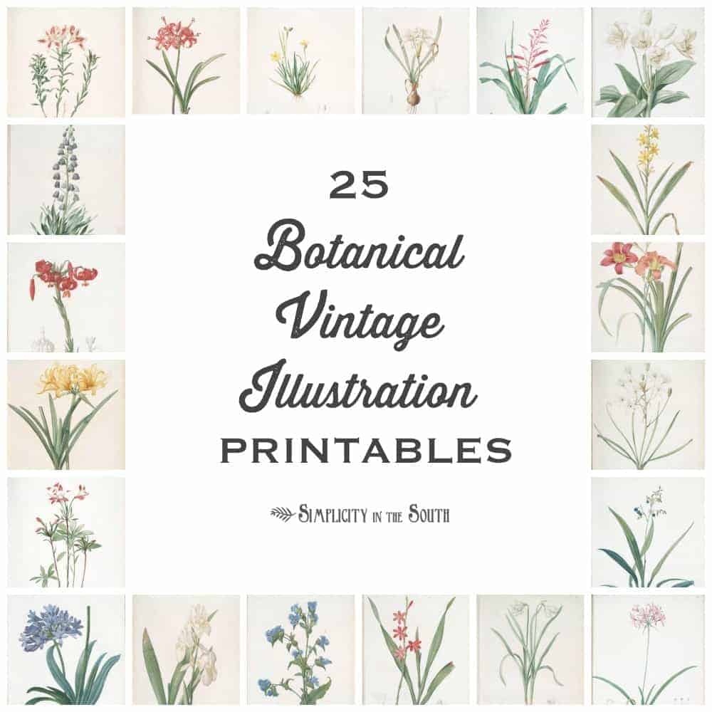 25 Vintage Botanical Illustrations: Free Printable Art - Free Printable Vintage Art