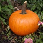 All Of Our Free Pumpkin Carving Patterns And Stencils In One Spot   Hard Pumpkin Carving Patterns Free Printable