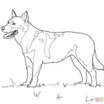 Australian Cattle Dog Coloring Page | Free Printable Coloring Pages   Colouring Pages Dogs Free Printable