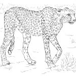 Cheetah Coloring Pages | Free Coloring Pages   Free Printable Cheetah Pictures