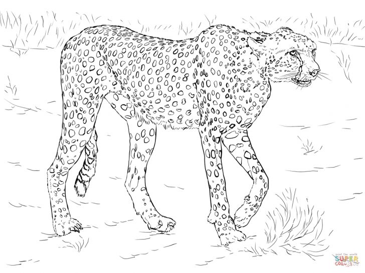 Free Printable Cheetah Pictures