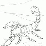 Desert Animals Coloring Pages | Free Printable Pictures   Free Printable Desert Animals