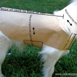 Drafting A Pet Coat Pattern   So Easy! | Dogs | Ropa Para Perros   Free Printable Dog Coat Sewing Patterns