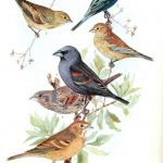 Free Printable   Bird   Indigo Grossbeak | Birds & Cages | Vintage   Free Printable Images Of Birds