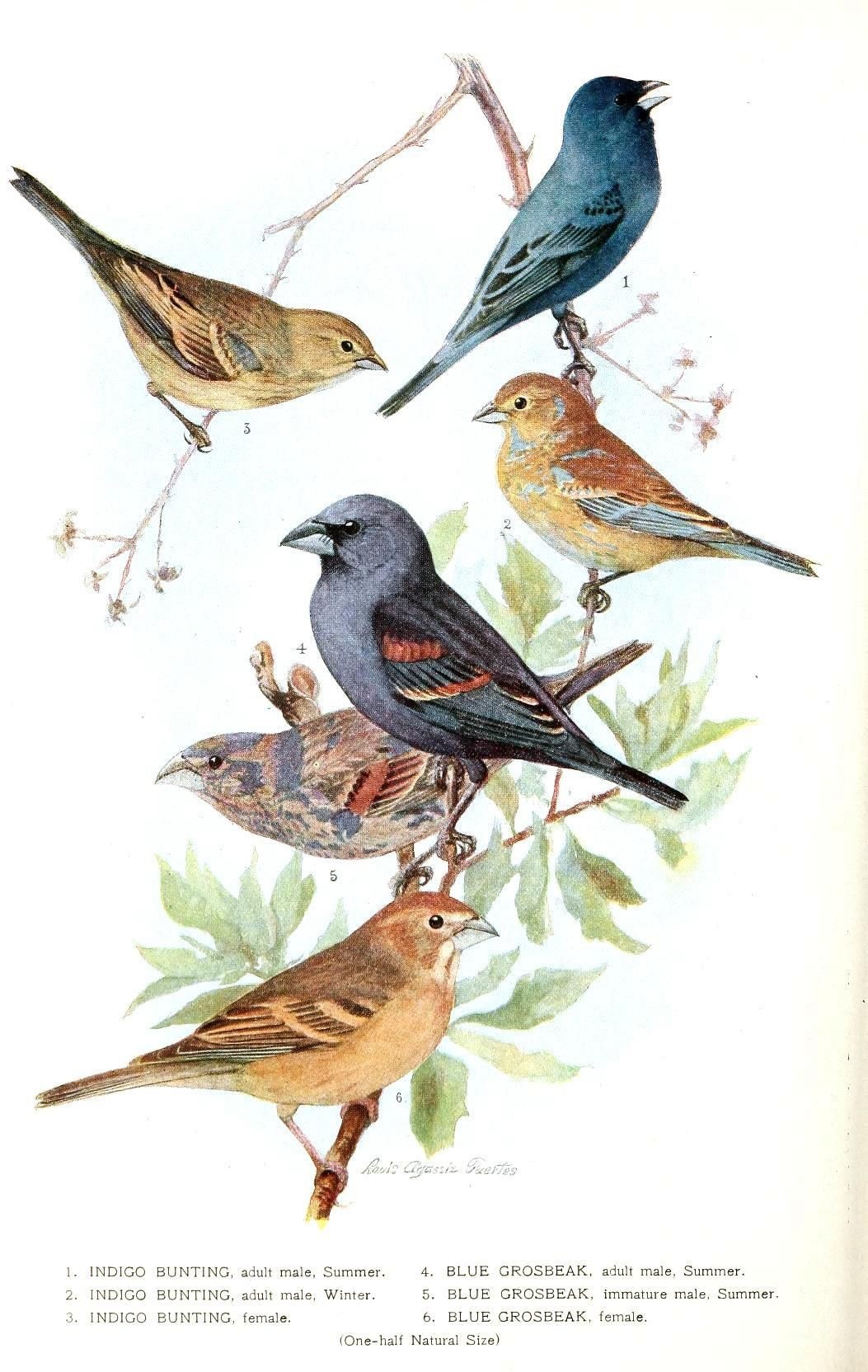 Free Printable - Bird - Indigo Grossbeak | Birds &amp; Cages | Vintage - Free Printable Images Of Birds