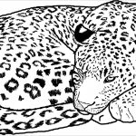 Free Printable Cheetah Coloring Pages For Kids   Coloringbay   Free Printable Cheetah Pictures
