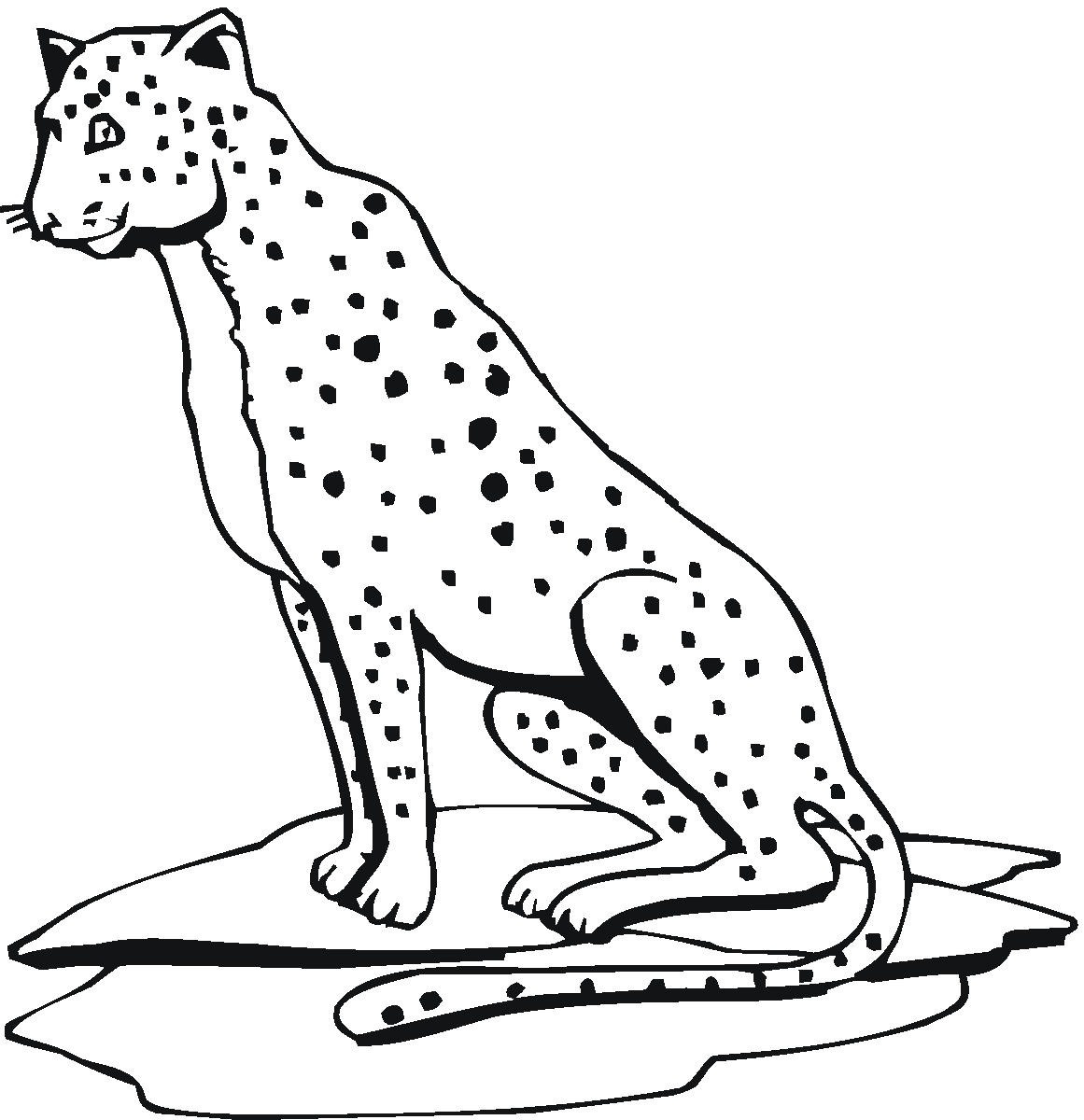 Free Printable Cheetah Coloring Pages For Kids - Free Printable Cheetah Pictures