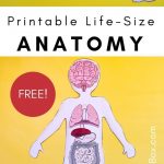 Free Printable Life Size Organs For Studying Human Body Anatomy With   Free Printable Human Body Template