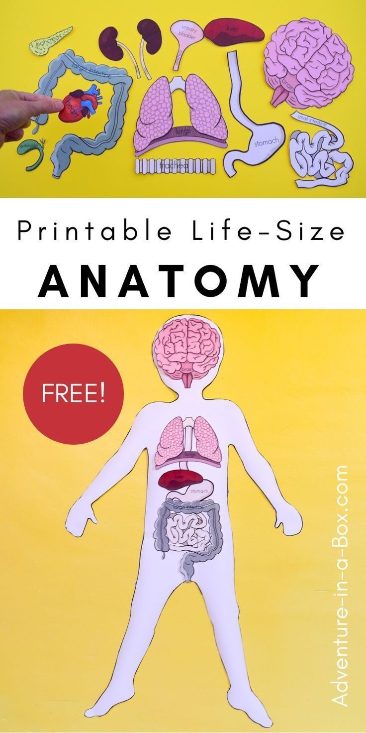 Free Printable Life-Size Organs For Studying Human Body Anatomy With - Free Printable Human Body Template