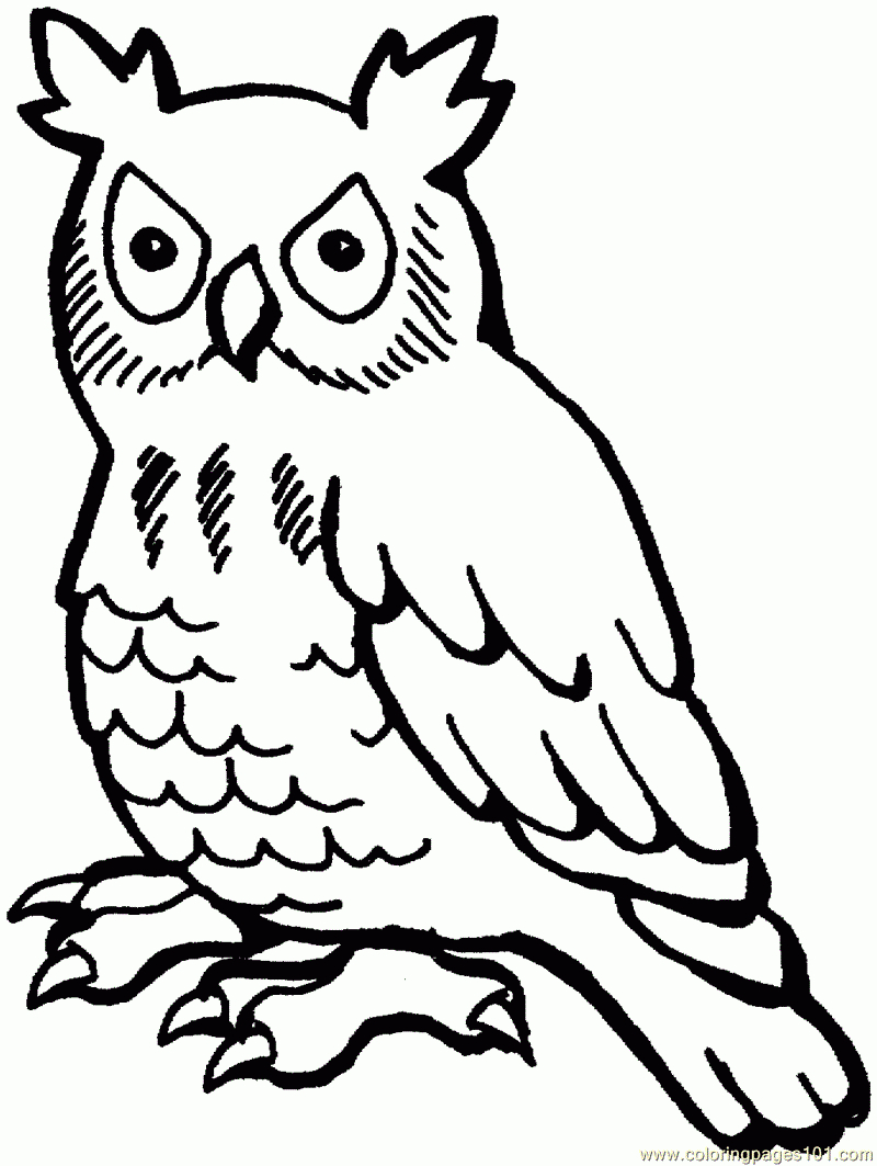Free Printable Owl Coloring Pages For Kids - Free Printable Owl Coloring Sheets