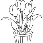 Free Printable Tulip Coloring Pages For Kids   Free Printable Tulip Coloring Pages