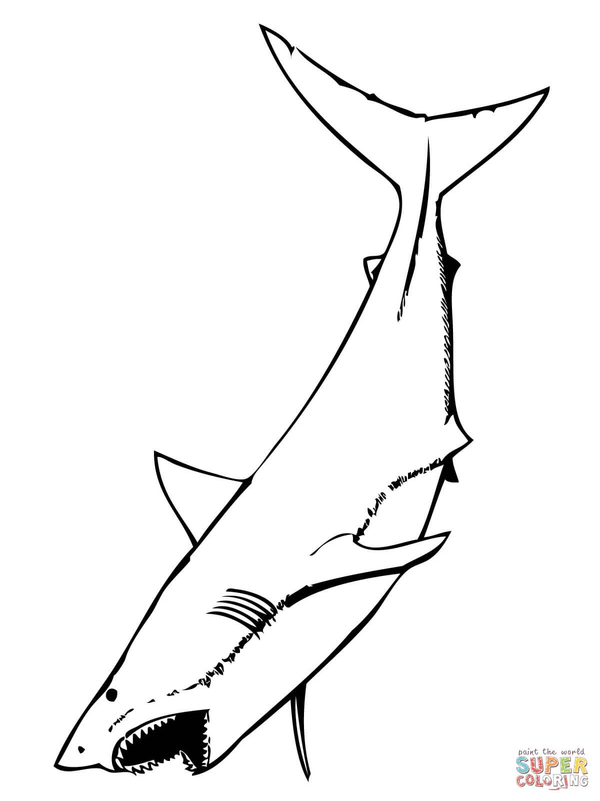 Great White Shark With Mouth Open Coloring Page | Free Printable - Free Printable Great White Shark Coloring Pages