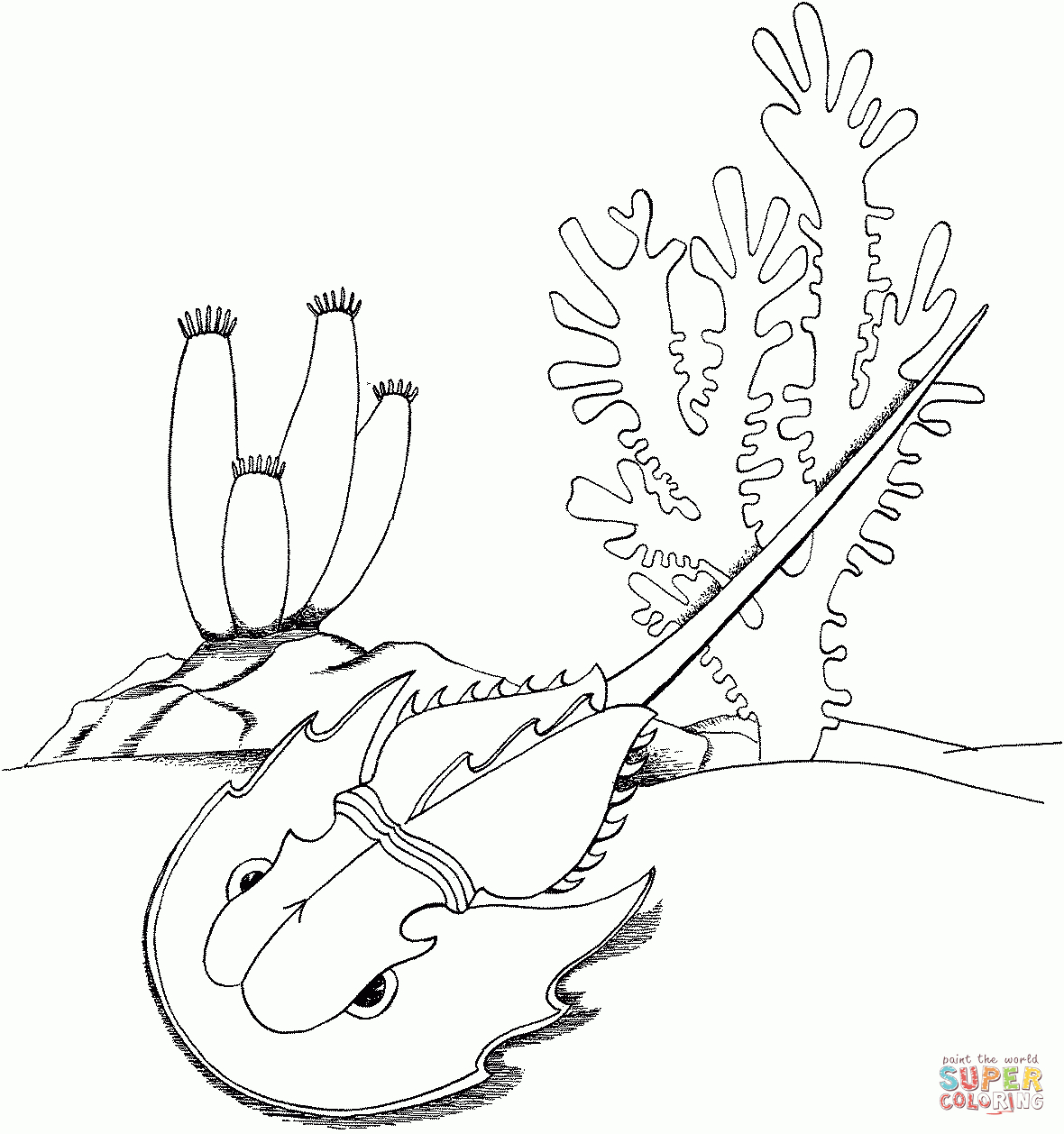 Horseshoe Crab Coloring Page | Free Printable Coloring Pages - Free Printable Horseshoe Coloring Pages