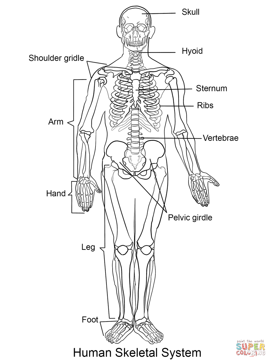 Human Skeleton Coloring Page | Free Printable Coloring Pages - Free Printable Skeleton Coloring Pages