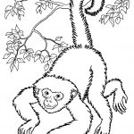 Monkeys To Print For Free   Monkeys Kids Coloring Pages   Free Printable Monkey Coloring Sheets
