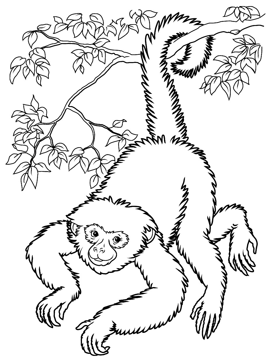 Monkeys To Print For Free - Monkeys Kids Coloring Pages - Free Printable Monkey Coloring Sheets