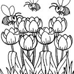 Printable Tulip Coloring Pages For Kids | Cool2Bkids   Free Printable Tulip Coloring Pages