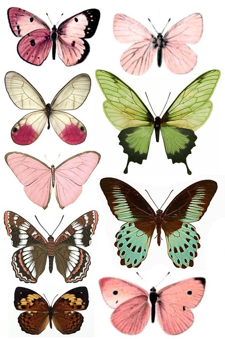 Shtampomaniya: Free Printables. Butterflies. | Butterflies - Free Printable Butterfly Pictures