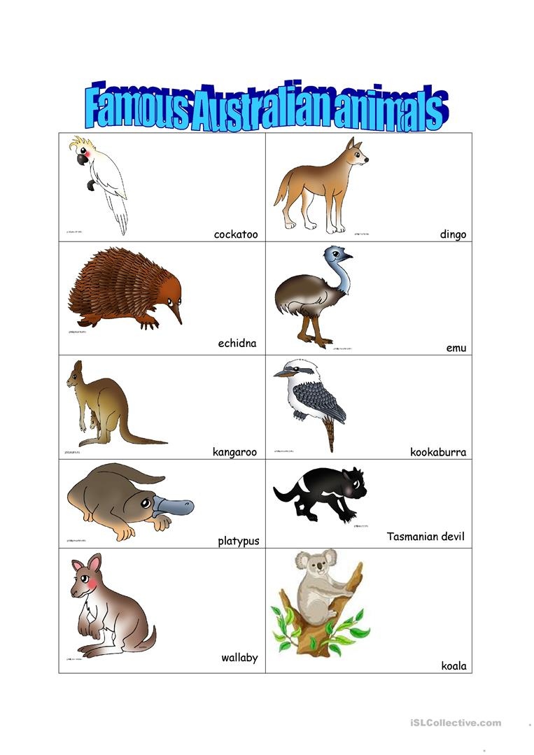 14 Free Esl Australian Animals Worksheets - Free Printable Australian Animals