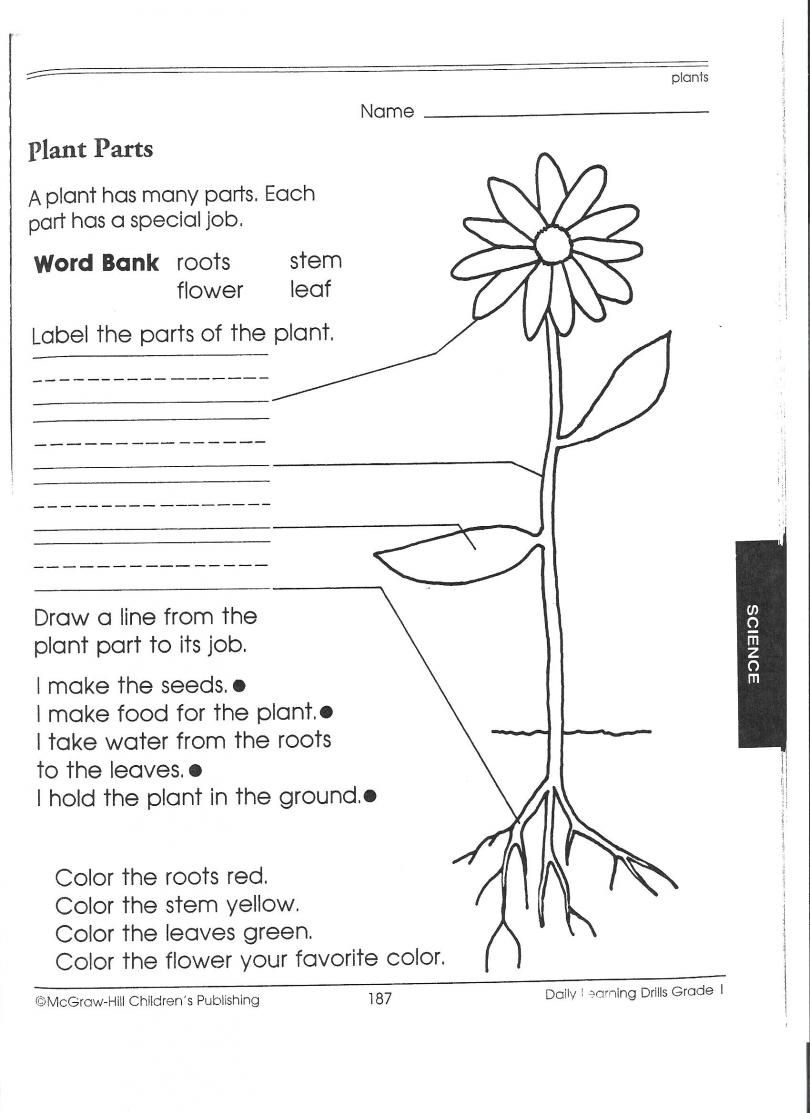 1St Grade Science Worksheets | Picking Apart Plants - People - Free Printable Science Worksheets For 2Nd Grade