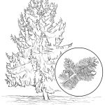 Alaska State Tree Coloring Page | Free Printable Coloring Pages   Free Printable Pictures Of Alaska