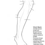 Anatomy Coloring Pages | Free Coloring Pages   Free Printable Human Anatomy Worksheets