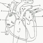 Anatomy Coloring Pages Heart Coloring Home For Free Printable   Free Anatomy Coloring Pages Printable