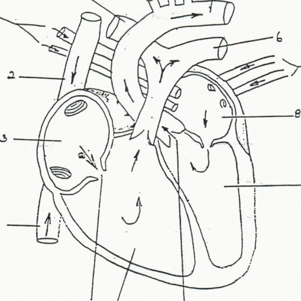 Anatomy Coloring Pages Heart Coloring Home For Free Printable - Free Anatomy Coloring Pages Printable