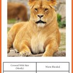 Animal Classification Cards » One Beautiful Home   Free Printable Animal Classification Cards