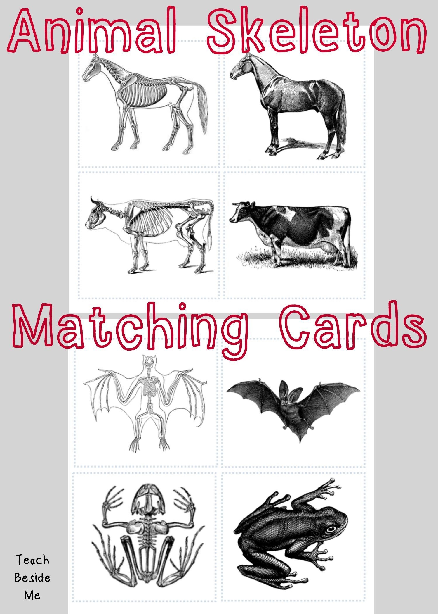 Animal Skeleton Matching Cards | Children: Nature, Science &amp;amp; Co - Free Printable Animal X Rays