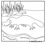Australian Animals Colouring Pages | Brisbane Kids   Free Printable Pictures Of Australian Animals