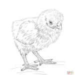 Baby Chick Coloring Page | Free Printable Coloring Pages   Free Printable Easter Baby Chick Coloring Pages