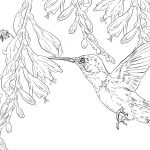 Bee Hummingbird Coloring Page | Free Printable Coloring Pages   Free Printable Pictures Of Hummingbirds