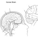 Brain Anatomy Worksheet Human Brain Worksheet Coloring Page Free   Free Anatomy Coloring Pages Printable