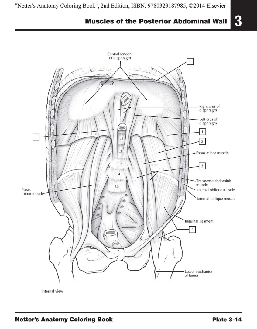 Coloring Book World ~ Humandyring Pages With Free Printable Anatomy - Free Printable Human Anatomy Coloring Pages