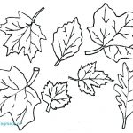 Coloring Ideas : Coloring Ideas Fallves Pages O Printable Freef   Free Printable Leaf Coloring Pages