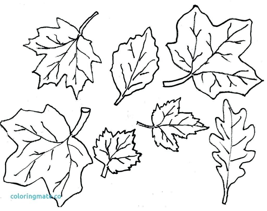 Coloring Ideas : Coloring Ideas Fallves Pages O Printable Freef - Free Printable Leaf Coloring Pages