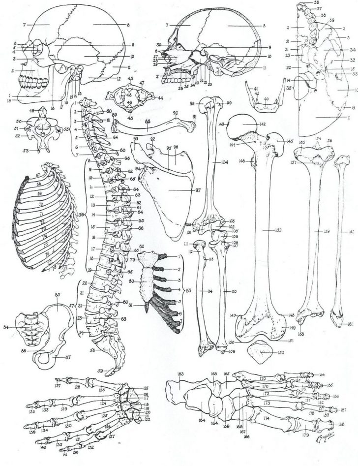 Free Anatomy Coloring Pages Printable
