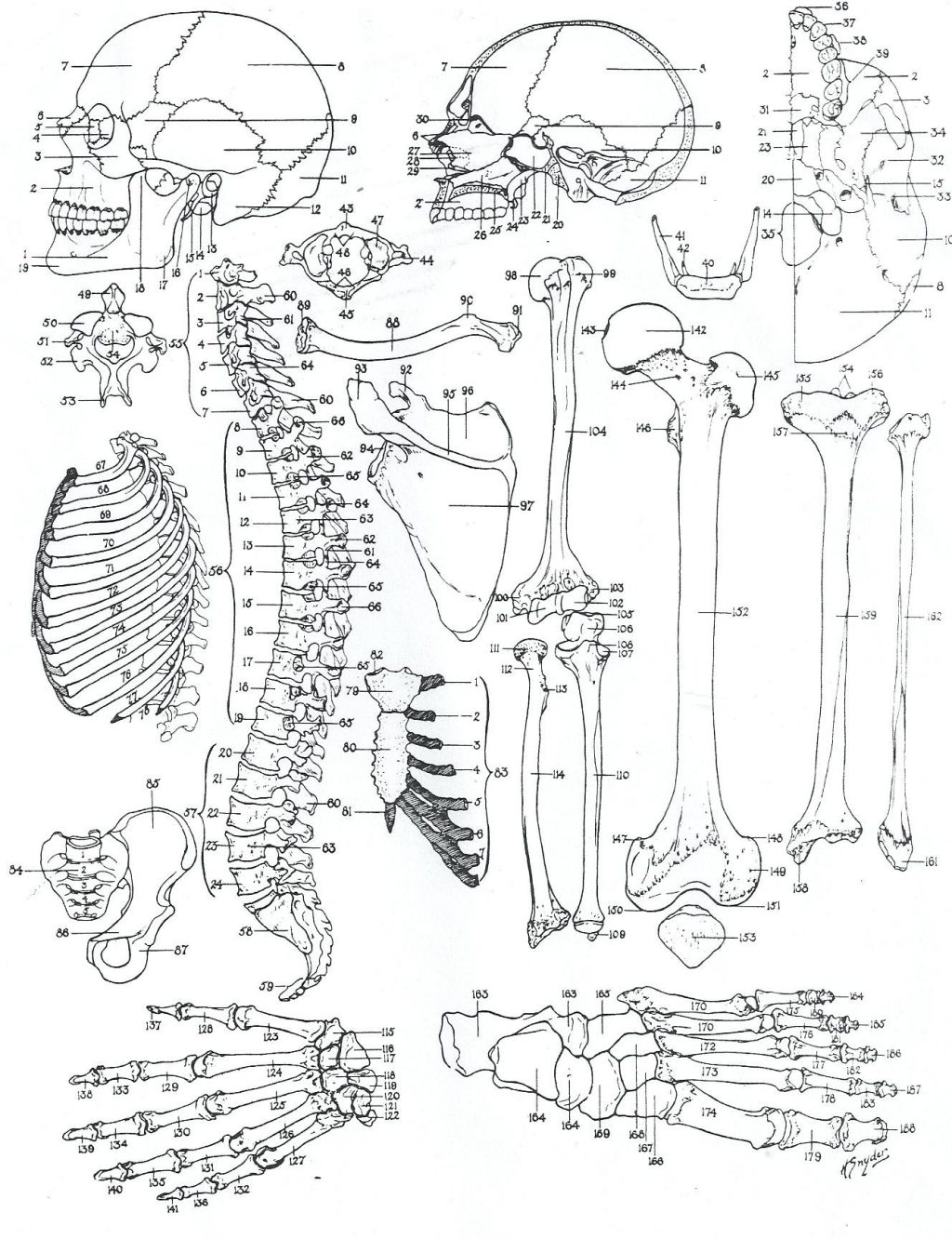 Coloring Page ~ Anatomy Coloring Pages Dechome Me And Book For Kids - Free Anatomy Coloring Pages Printable