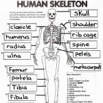 Coloring Page ~ Free Printable Human Anatomy Coloring Pages   Free Printable Anatomy Pictures