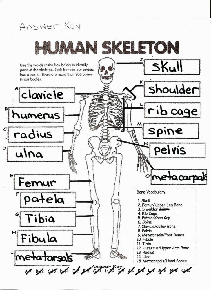 Free Printable Anatomy Pictures