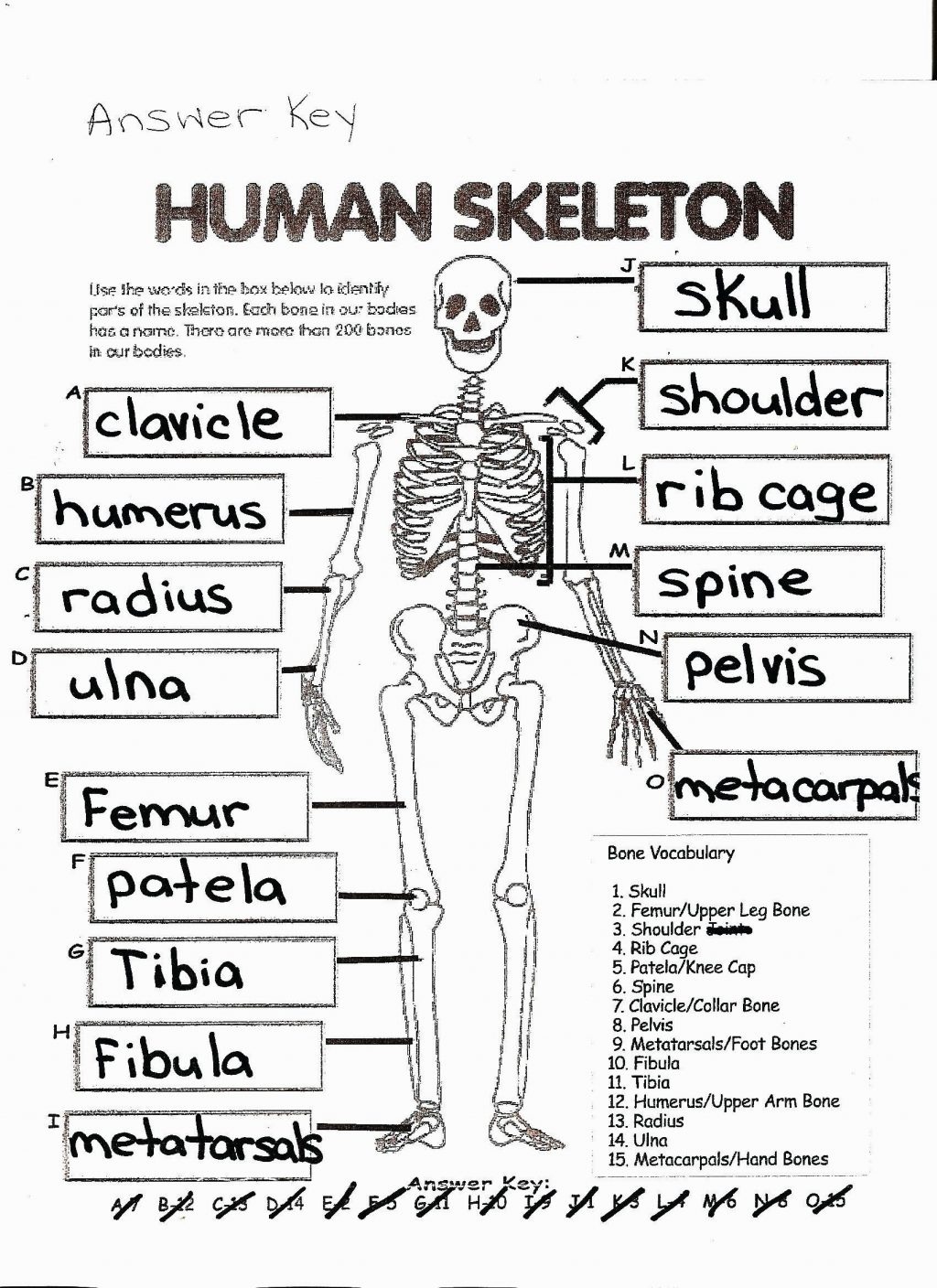 Coloring Page ~ Free Printable Human Anatomy Coloring Pages - Free Printable Anatomy Pictures