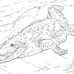 Crocodile Coloring Pages | Free Coloring Pages   Free Printable Pictures Of Crocodiles