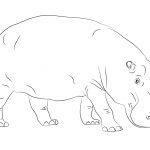 Cute Hippopotamus Coloring Page | Free Printable Coloring Pages   Free Printable Hippo Coloring Pages