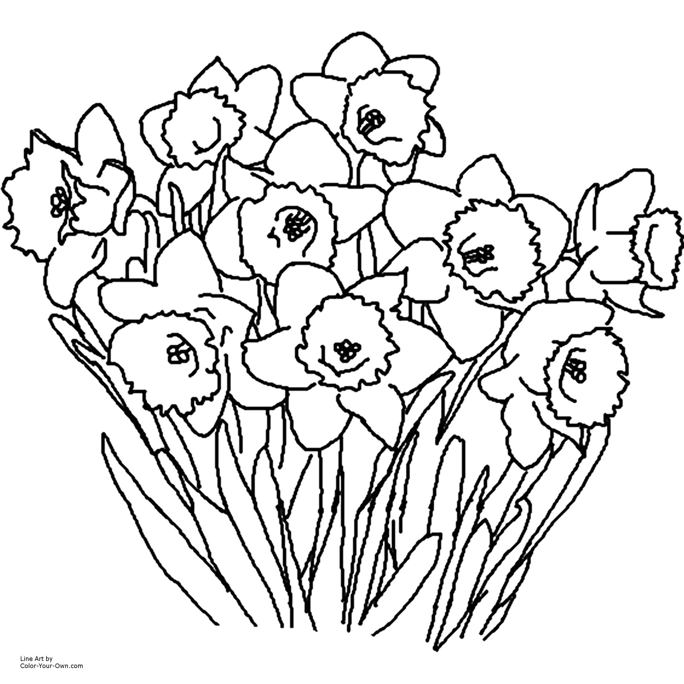 Daffodil Coloring Page. How To Draw A Tiger Lily Stepstep - Free Printable Pictures Of Daffodils