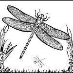 Detailed Coloring Pages For Adults | Dragonfly And Fairy Coloring   Free Printable Pictures Of Dragonflies